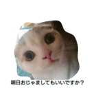 わが家のスコタン3（個別スタンプ：5）