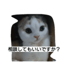 わが家のスコタン3（個別スタンプ：6）
