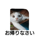 わが家のスコタン3（個別スタンプ：7）