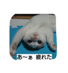 わが家のスコタン3（個別スタンプ：8）