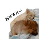 モフ犬（個別スタンプ：1）