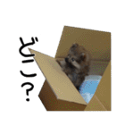 モフ犬（個別スタンプ：2）