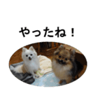 モフ犬（個別スタンプ：3）