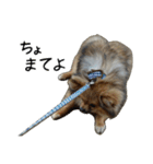 モフ犬（個別スタンプ：4）
