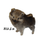 モフ犬（個別スタンプ：7）