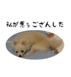 モフ犬（個別スタンプ：8）