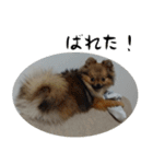モフ犬（個別スタンプ：9）