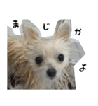 モフ犬（個別スタンプ：10）