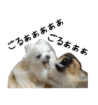 モフ犬（個別スタンプ：11）