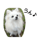 モフ犬（個別スタンプ：13）