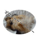 モフ犬（個別スタンプ：14）