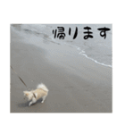 モフ犬（個別スタンプ：16）