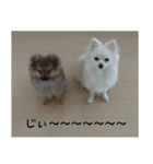 モフ犬（個別スタンプ：17）