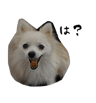 モフ犬（個別スタンプ：18）