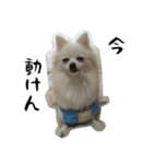 モフ犬（個別スタンプ：19）