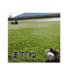 モフ犬（個別スタンプ：20）