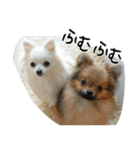 モフ犬（個別スタンプ：21）