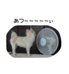 モフ犬（個別スタンプ：22）
