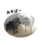 モフ犬（個別スタンプ：23）