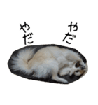 モフ犬（個別スタンプ：28）