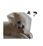 モフ犬（個別スタンプ：29）