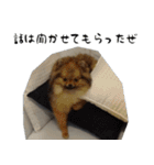 モフ犬（個別スタンプ：30）