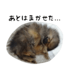 モフ犬（個別スタンプ：32）