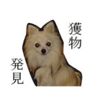 モフ犬（個別スタンプ：33）