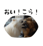 モフ犬（個別スタンプ：34）
