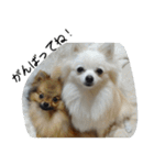 モフ犬（個別スタンプ：35）