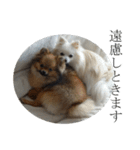 モフ犬（個別スタンプ：36）