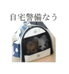 モフ犬（個別スタンプ：37）