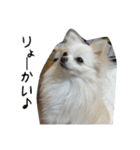 モフ犬（個別スタンプ：38）