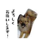 モフ犬（個別スタンプ：39）