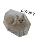モフ犬（個別スタンプ：40）