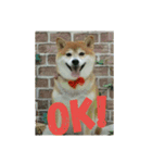 柴犬まぁたん（個別スタンプ：1）