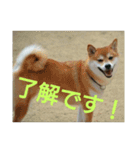 柴犬まぁたん（個別スタンプ：2）
