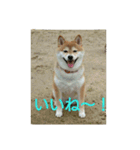 柴犬まぁたん（個別スタンプ：3）
