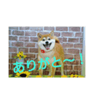柴犬まぁたん（個別スタンプ：4）
