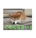 柴犬まぁたん（個別スタンプ：5）