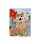柴犬まぁたん（個別スタンプ：6）