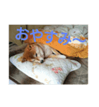 柴犬まぁたん（個別スタンプ：7）
