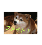 柴犬まぁたん（個別スタンプ：8）