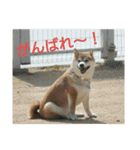 柴犬まぁたん（個別スタンプ：9）
