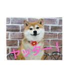 柴犬まぁたん（個別スタンプ：10）