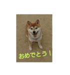 柴犬まぁたん（個別スタンプ：11）