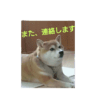 柴犬まぁたん（個別スタンプ：12）