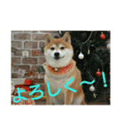 柴犬まぁたん（個別スタンプ：13）