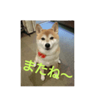 柴犬まぁたん（個別スタンプ：14）