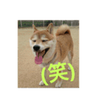 柴犬まぁたん（個別スタンプ：15）